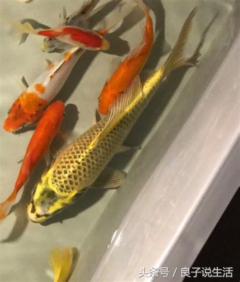 金魚可以混養嗎|【金魚混養】金魚混養指南：品種注意！哪些魚種能和金魚和睦相。